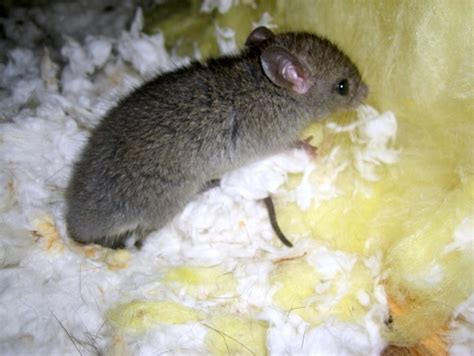 Mouse Damage In Attic – Humane Wildlife Removal