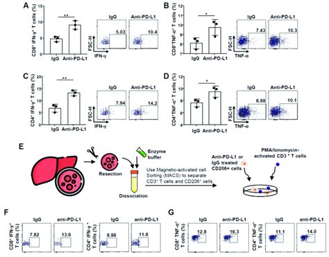 Functional Enhancement Of Cd And Cd T Cells After Co Culture With