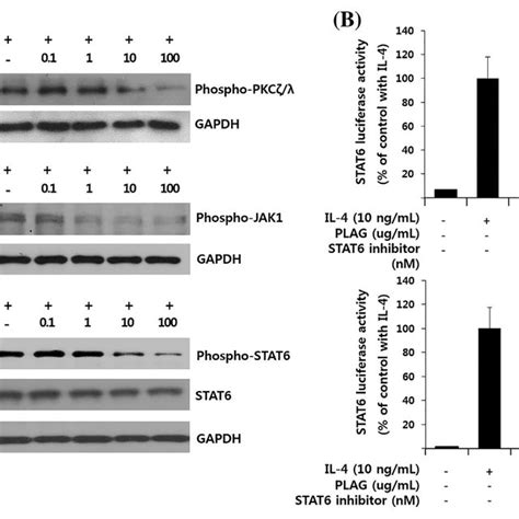 Plag Attenuated Pkc ζλ And Stat6 Phosphorylation In Activated