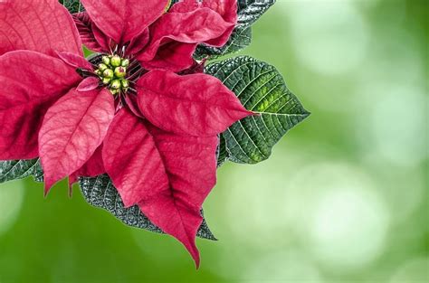Un Par De Consejos Para Cuidar La Flor De Nochebuena