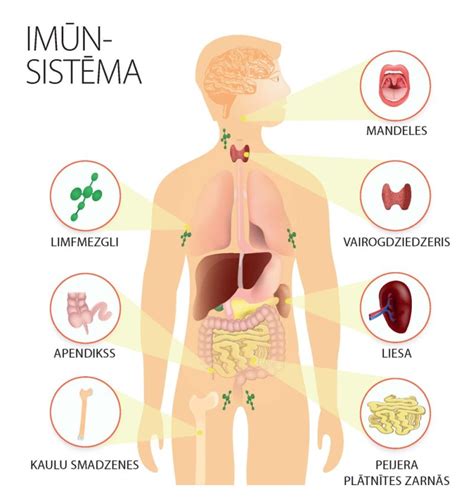 Uzzinām vairāk par imūnsistēmu! Kas par to gādā organismā un kā varam ...
