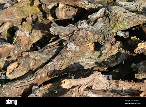 vines gnarled  res stock photography  images alamy