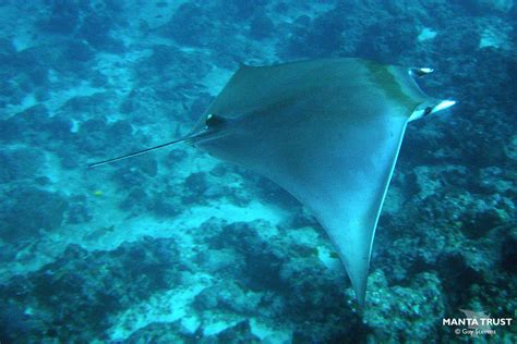 Shorthorned Pygmy Devil Ray Mobula Kuhlii Species Guide Manta Trust