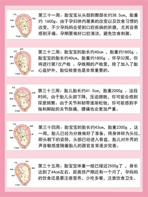 1 40周宝宝发育全图新手妈妈快了解起来！ 孕妇图片 妈妈宝宝网