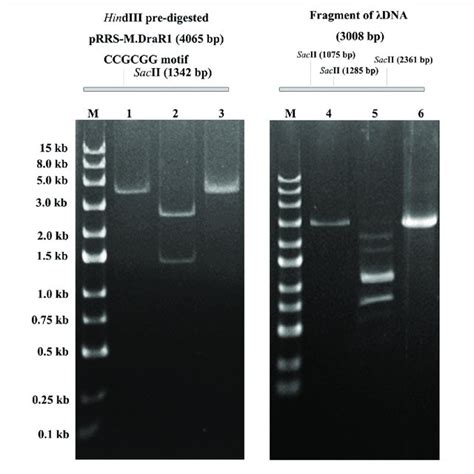 In Vitro Methyltransferase Activity Assay Of The Purified Mdrar1