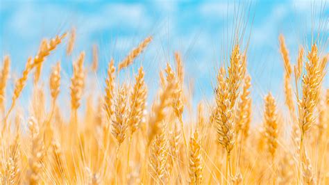 Image Rye Nature Fields Ear Botany Closeup X