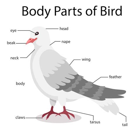 Bird Body Parts