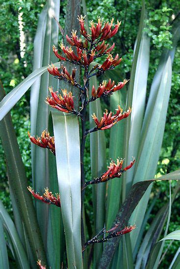 80 New Zealand Native Plants ideas | native plants, plants, native garden