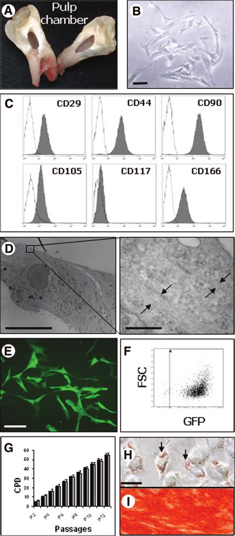 Characterization Of Primary Human Dental Pulp Stem Cells Dpsc A