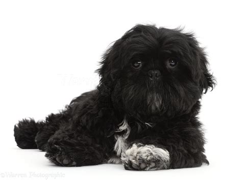 Dog: Black Shih-tzu lying with head up photo WP44354