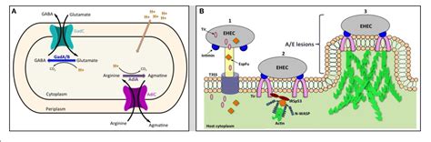 Figure From Enterohemorrhagic E Coli Ehec Pathogenesis Semantic