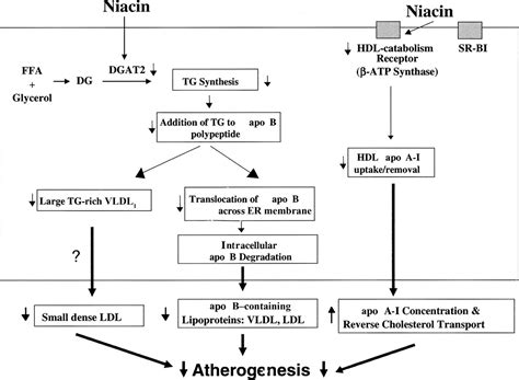 Mechanism Of Action Of Niacin American Journal Of Cardiology