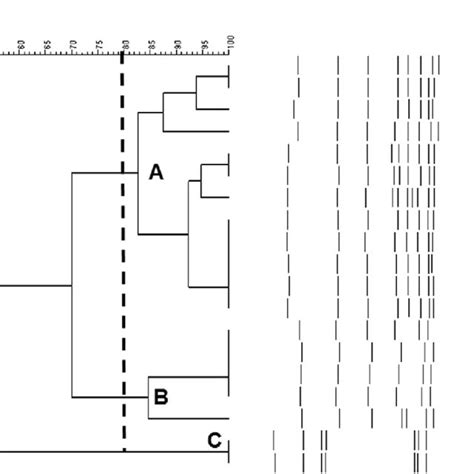 Pulsed Field Gel Electrophoresis Profiles Using The Restriction Enzyme