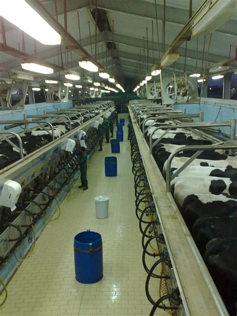 DAIRY FARM: Largest Dairy Farm in the WORLD-AL-SAFI DAIRY-RIYADH-KSA