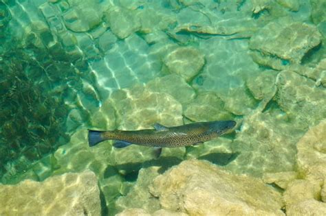 Pesca Alla Trota In Baviera Il Vostro Nuovo Laghetto Preferito