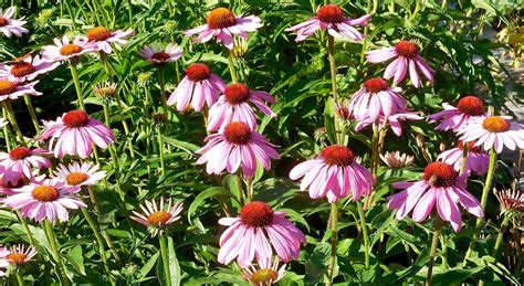 Echinacea Plants - Free photo on Pixabay - Pixabay