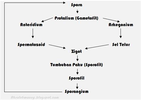 Biologi SMA: Pteridophyta (Tumbuhan Paku)