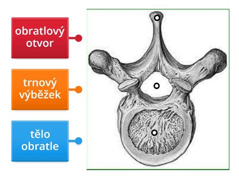 Popis Obratle Labelled Diagram