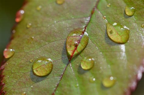 Rosenblatt Rain Drops - Free photo on Pixabay - Pixabay