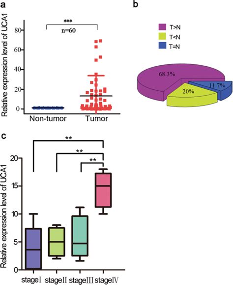 LncRNA UCA1 Promotes Tumor Metastasis By Inducing MiR 203 ZEB2 Axis In