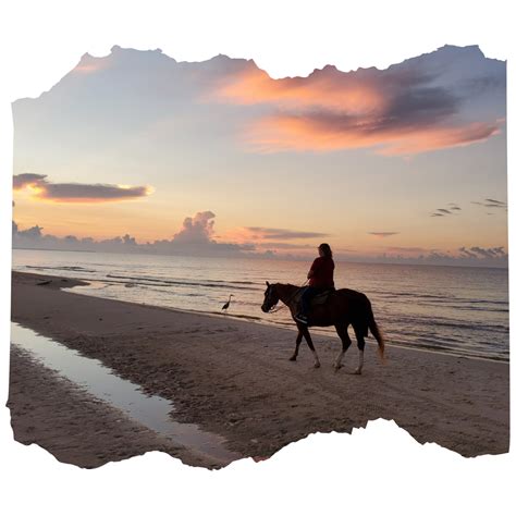 Cape San Blas Beach Rentals Dog Friendly Beach Barrier Dunes