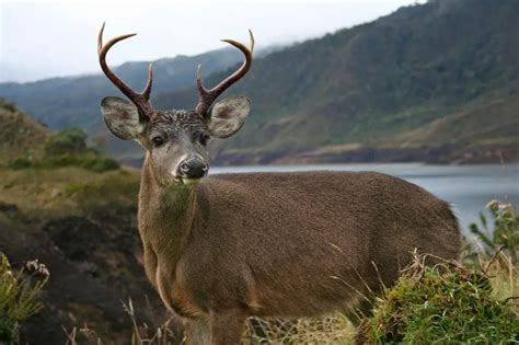 Descubre Todo Sobre Los Animales Del Páramo Y Su Diversidad