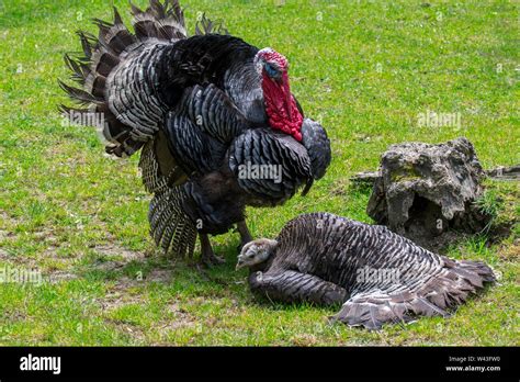 Male And Female Wild Turkey