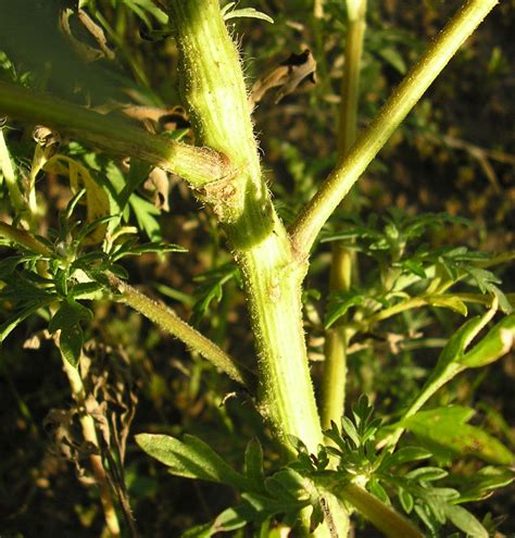 Ambrosia artemisiifolia - Изображение особи - Плантариум