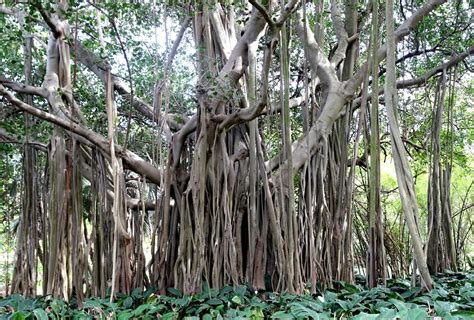 Ficus Benghalensis Tree 100+ Seeds, Banyan, Bengal Fig, East Indian Fig