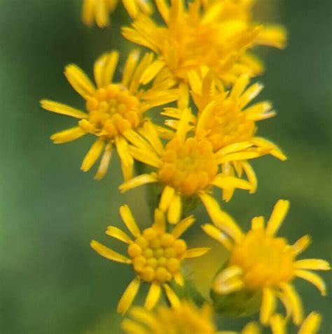 Goldenrods From Richmond County Nc Usa On August At Pm