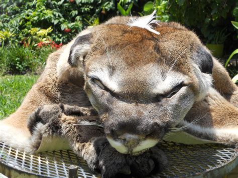 Ahsa Cougar Pelt Not For Sale 2 By Lamelobo On Deviantart