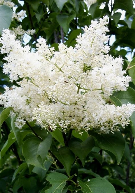 Syringa Reticulata Ivory Silk Japanese Lilac Tree Eberts Greenhouse