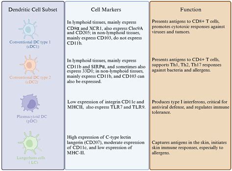 Frontiers Efferocytosis In Dendritic Cells An Overlooked