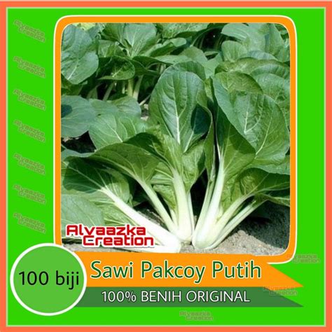 Jual 100 Biji Benih Sawi Pak Choy White Pak Choy Putih Shopee