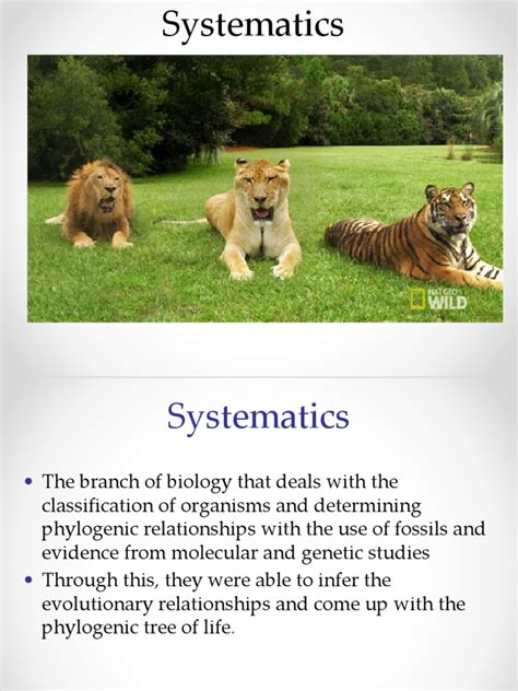 Classification of Species - Copy-1 | PDF | Clade | Phylogenetics