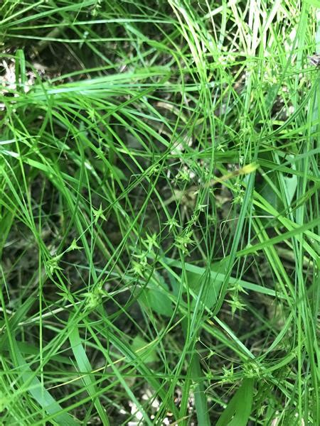 Carex Socialis Low Woodland Sedge Fsus