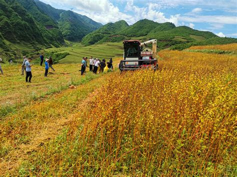 国家燕麦荞麦产业技术体系凉山州综合试验站在昭觉开展荞麦机收现场观摩暨培训会图文 凉山农科网