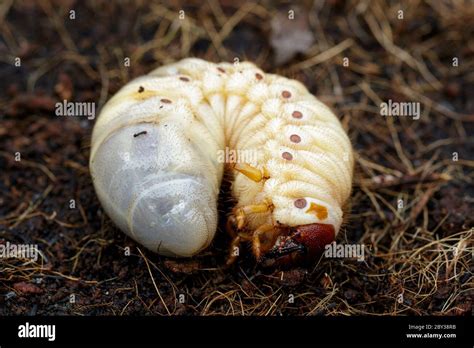 Rhino Beetle Larvae Food