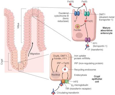 Hemocromatose Metabolismo Do Ferro