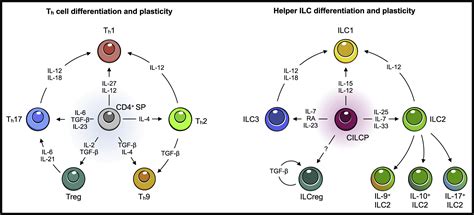 Innate Lymphoid Cell Development A T Cell Perspective Immunity