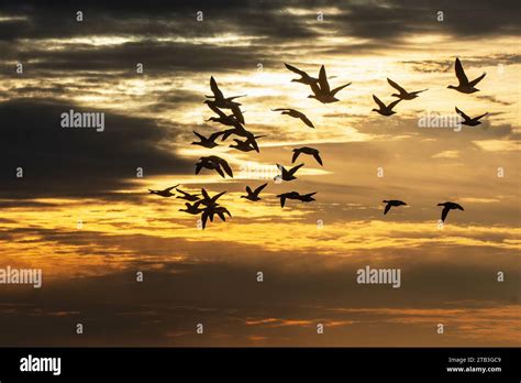 Brant Geese Flock Flight In Late Light Stock Photo Alamy