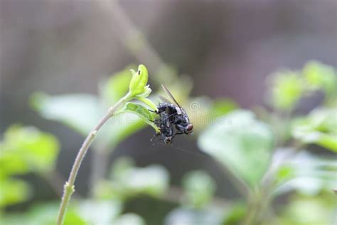 Wild Fly Diptera Having Sex Mating Fly Insect Isolated Stock Image Image Of Pest Nature