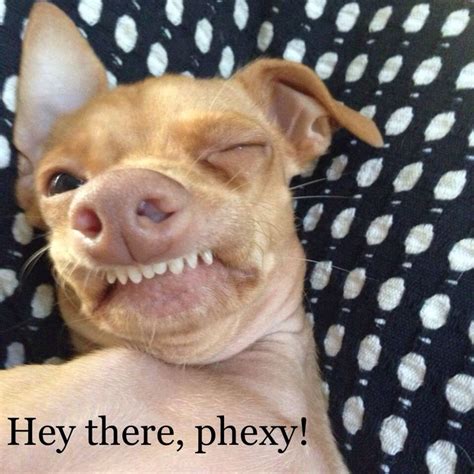 Tuna The Funny Dog Funny Dog Memes