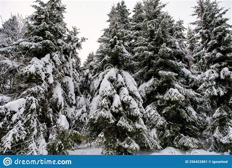 Spruce Tree Forest Covered By Snow In Winter Stock Image Image Of