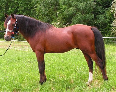 Salil Ibn Iliad Lliad X LD Rubic 1991 Blood Bay SE Stallion Bred By