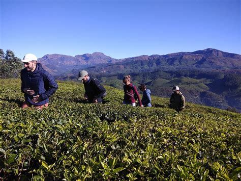 Munnar Trekking Adventure Qué Saber Antes De Ir Actualizado 2024 Tripadvisor