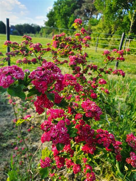 Echter Rotdorn Paul S Scarlet Crataegus Laevigata Paul S Scarlet