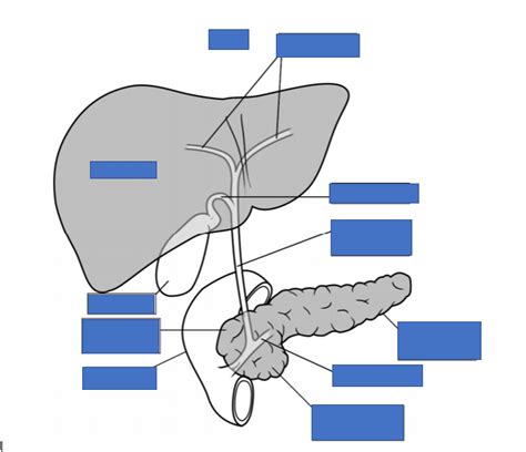 Biliary System Pancreas Duodenum Diagram Quizlet