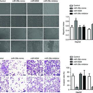 MiR 29b Suppresses The Invasion And Migration Of HCC Cell Lines A