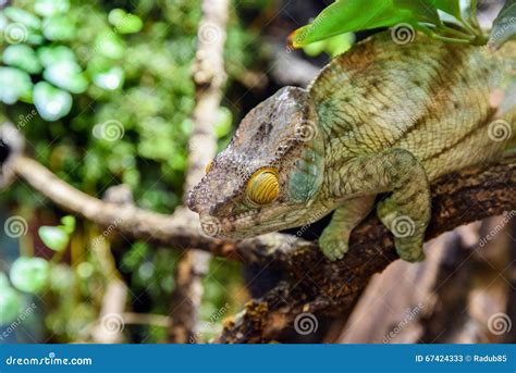 Green Chameleon Lizard Stock Image Image Of Close Camouflage 67424333